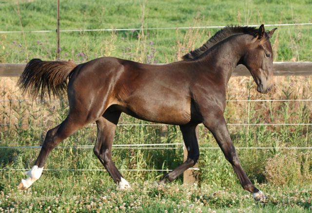 Cooper trot 11 months