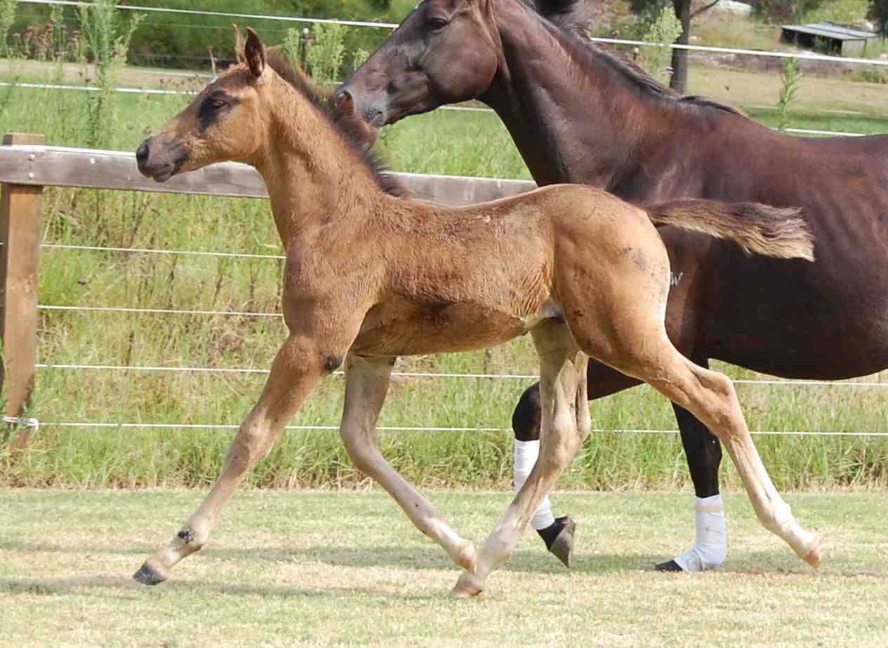 Cooper trotting 5 weeks old