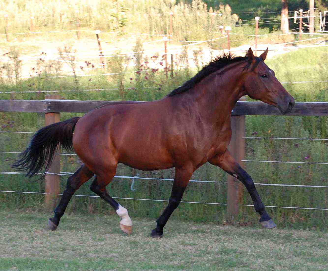 Fancy engaged trot