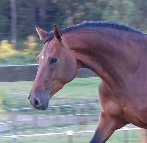 Fancy head
