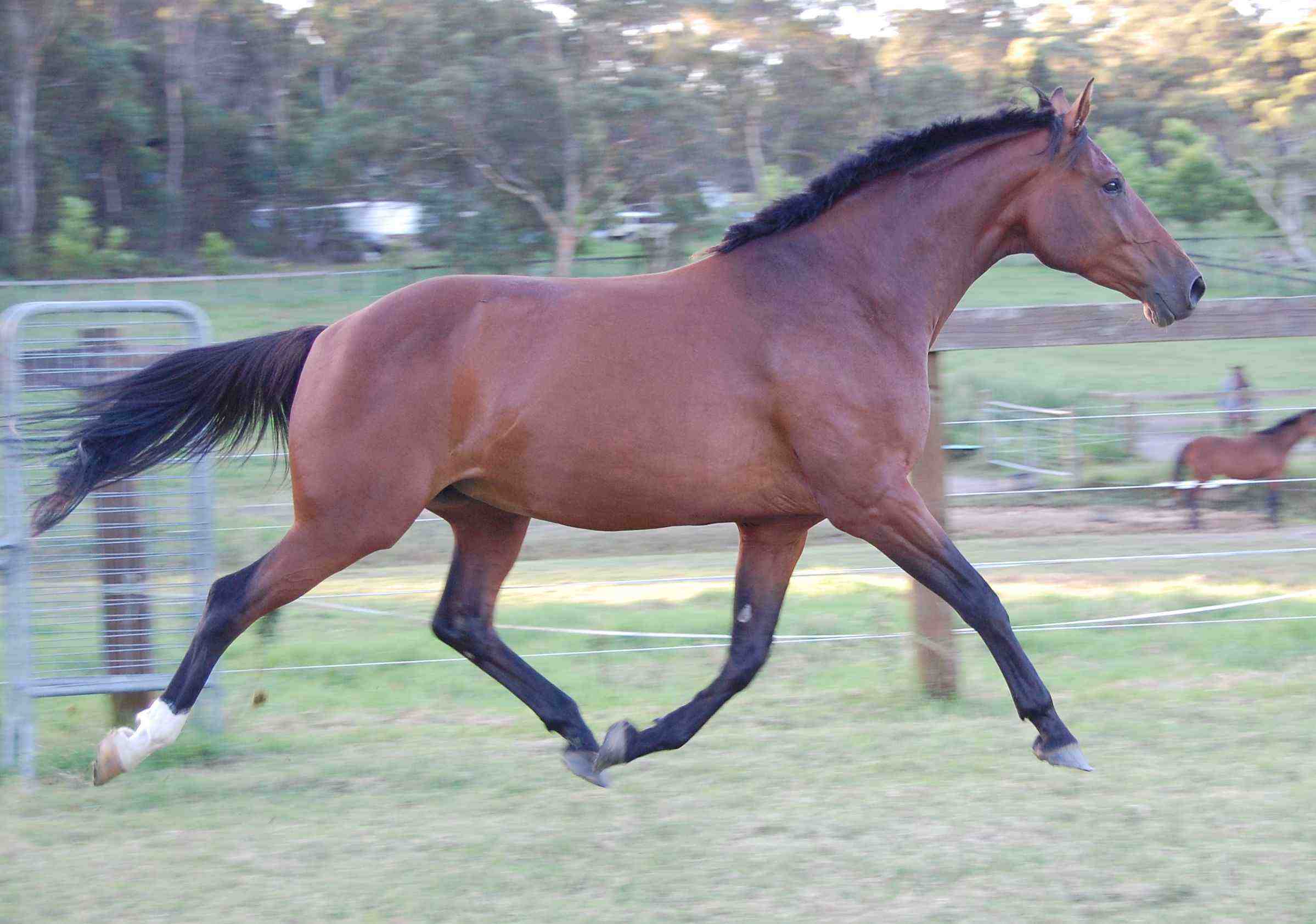 Fancy side trot