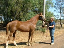 Rudi yearling