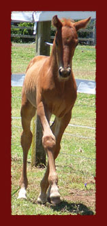 Cardinal front trot