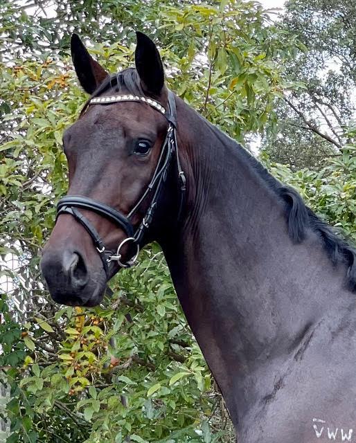 Wimborne Park Stud - Wimborne Classic